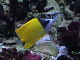 Фото Yellow longnose butterflyfish