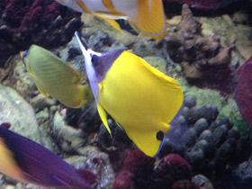Фото Yellow longnose butterflyfish