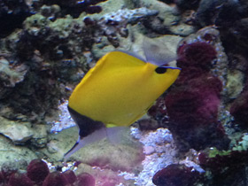 Фото Yellow longnose butterflyfish