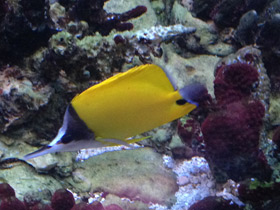 Фото Yellow longnose butterflyfish