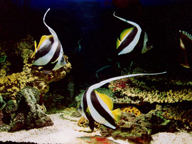 Фото Pennant coralfish