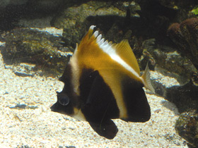 Фото Phantom bannerfish