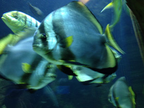 Фото Orbicular batfish