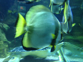 Фото Orbicular batfish