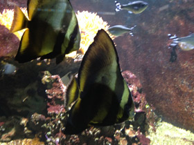 Фото Orbicular batfish