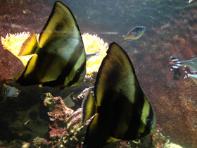 Фото Orbicular batfish