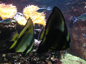 Фото Orbicular batfish