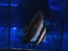 Фото Teira batfish