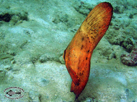 Фото Teira batfish