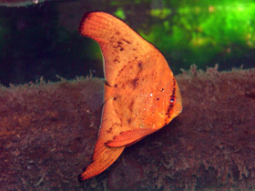 Фото Teira batfish