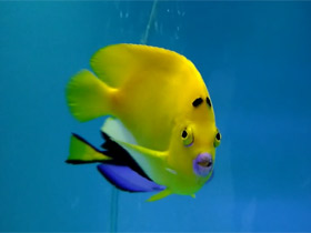Фото Threespot angelfish