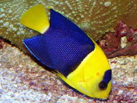 Фото Bicolor angelfish