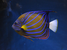 Фото Blue ring angelfish