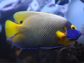 Фото Blueface angelfish