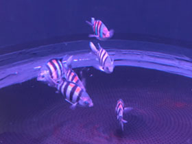 Фото Sargeant major