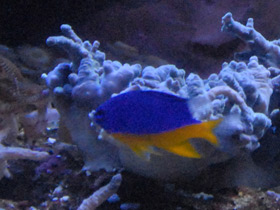 Фото Azure damselfish