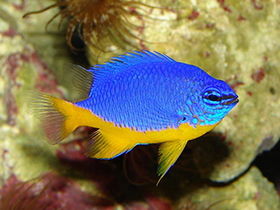 Фото Azure damselfish