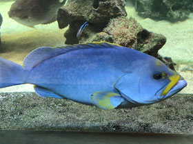 Фото Blue-and-yellow grouper