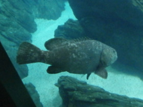 Фото Giant grouper