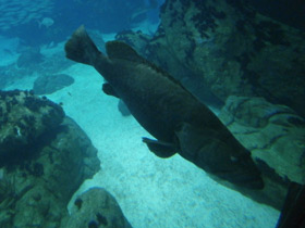 Фото Giant grouper