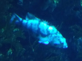 Фото Nassau grouper