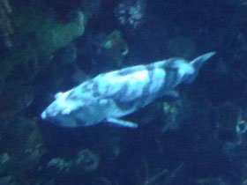 Фото Nassau grouper