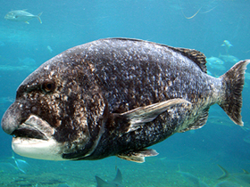 Фото Black musselcracker