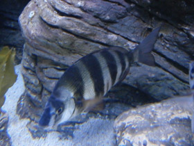 Фото Zebra seabream