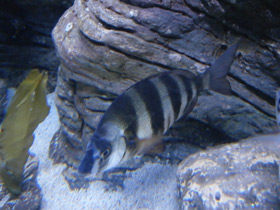 Фото Sharpsnouted seabream