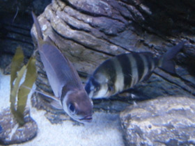 Фото Sharpsnouted seabream