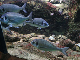 Фото White seabream, Sargo