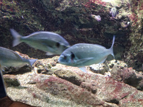 Фото White seabream, Sargo