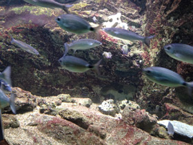 Фото White seabream, Sargo