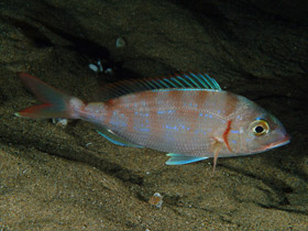 Фото Common pandora