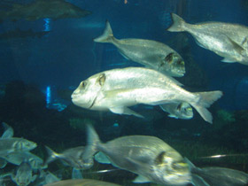 Фото Gilt-Head bream