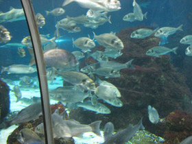 Фото Gilt-Head bream