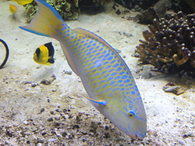 Фото Blue-barred Parrotfish