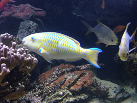 Фото Blue-barred Parrotfish