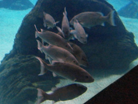 Фото Meagre, shade-fish, corvina