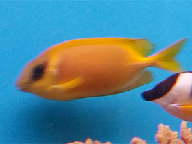 Фото Coral Rabbitfish