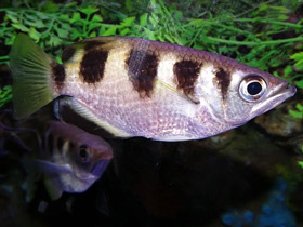 Фото Banded Archerfish