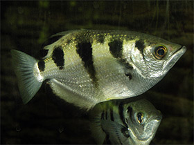 Фото Banded Archerfish