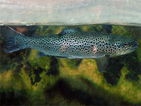 Фото Riverine Brown Trout