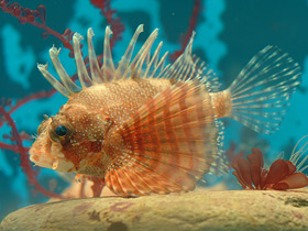 Фото Bricked firefish