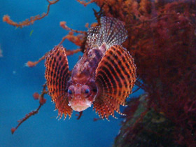 Фото Dwarf lionfish