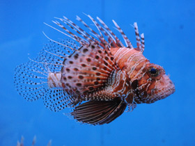 Фото Mombasa lionfish