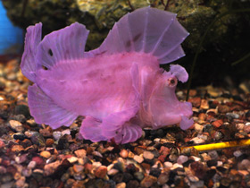 Фото Eschmeyer's scorpionfish