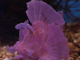 Фото Eschmeyer's scorpionfish