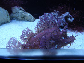 Фото Weedy scorpionfish