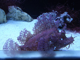 Фото Weedy scorpionfish